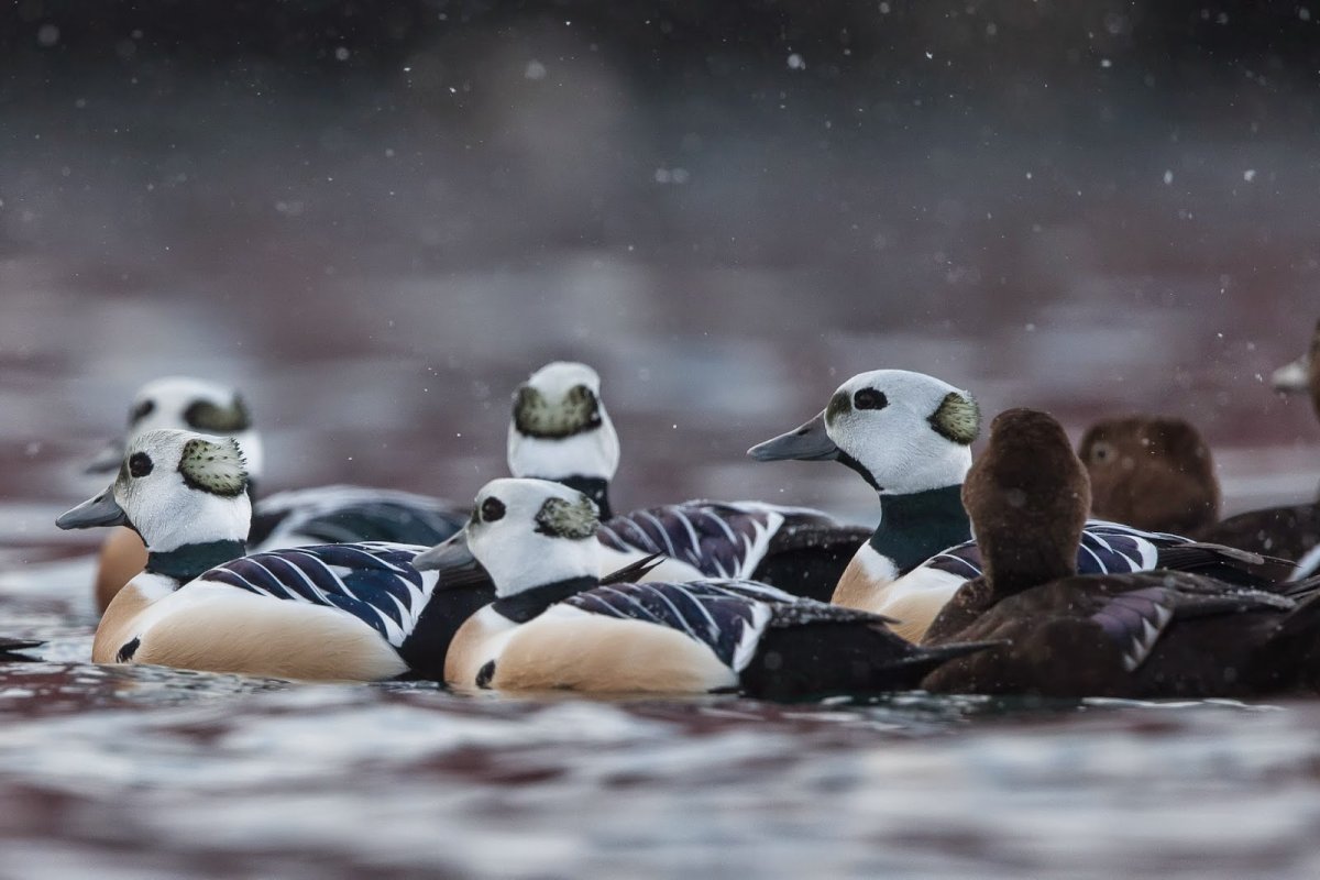 Мир птиц в Норвегии Норвегии