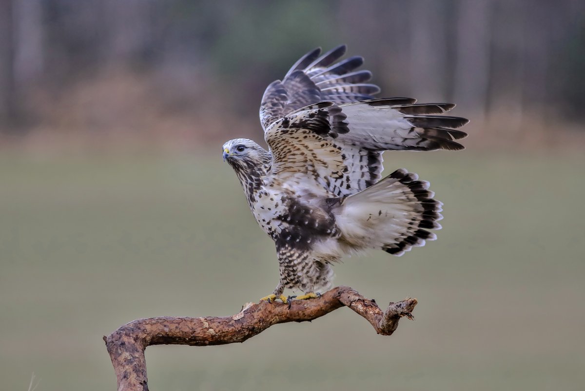 Национальная птица Норвегии