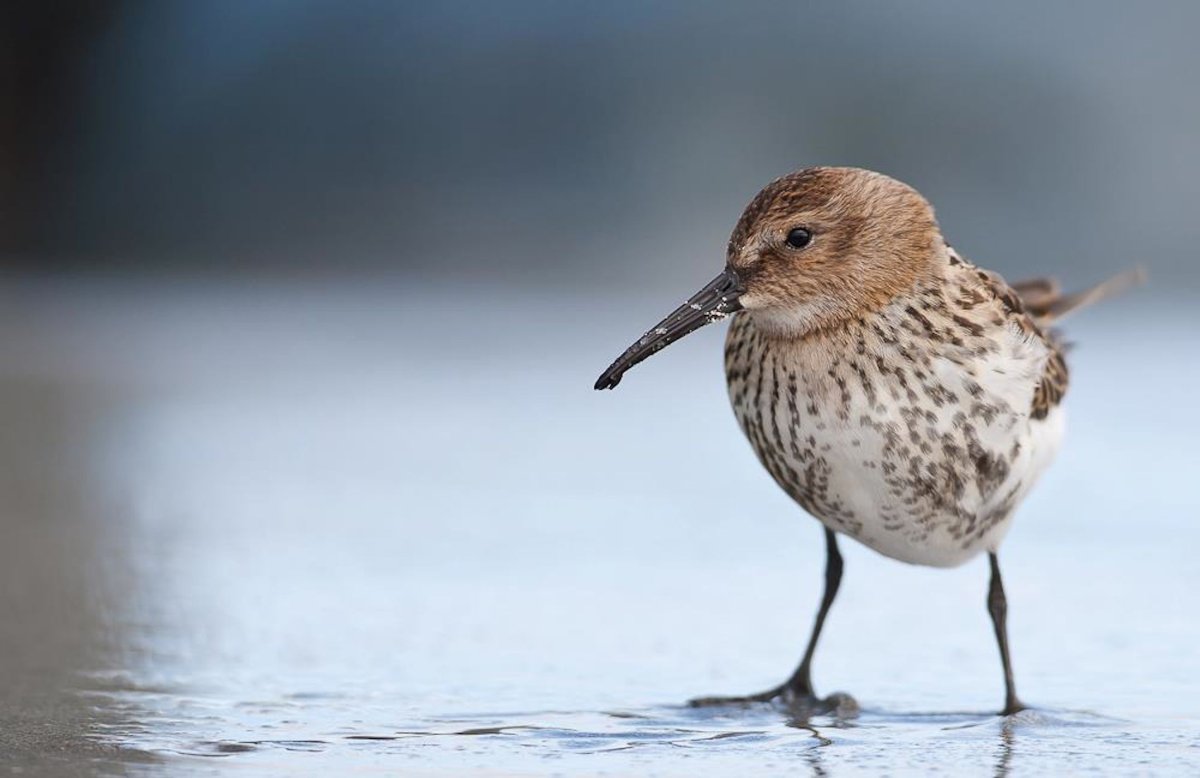 Национальная птица Норвегии