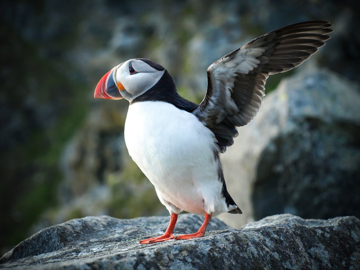 Птица тупик красная книга