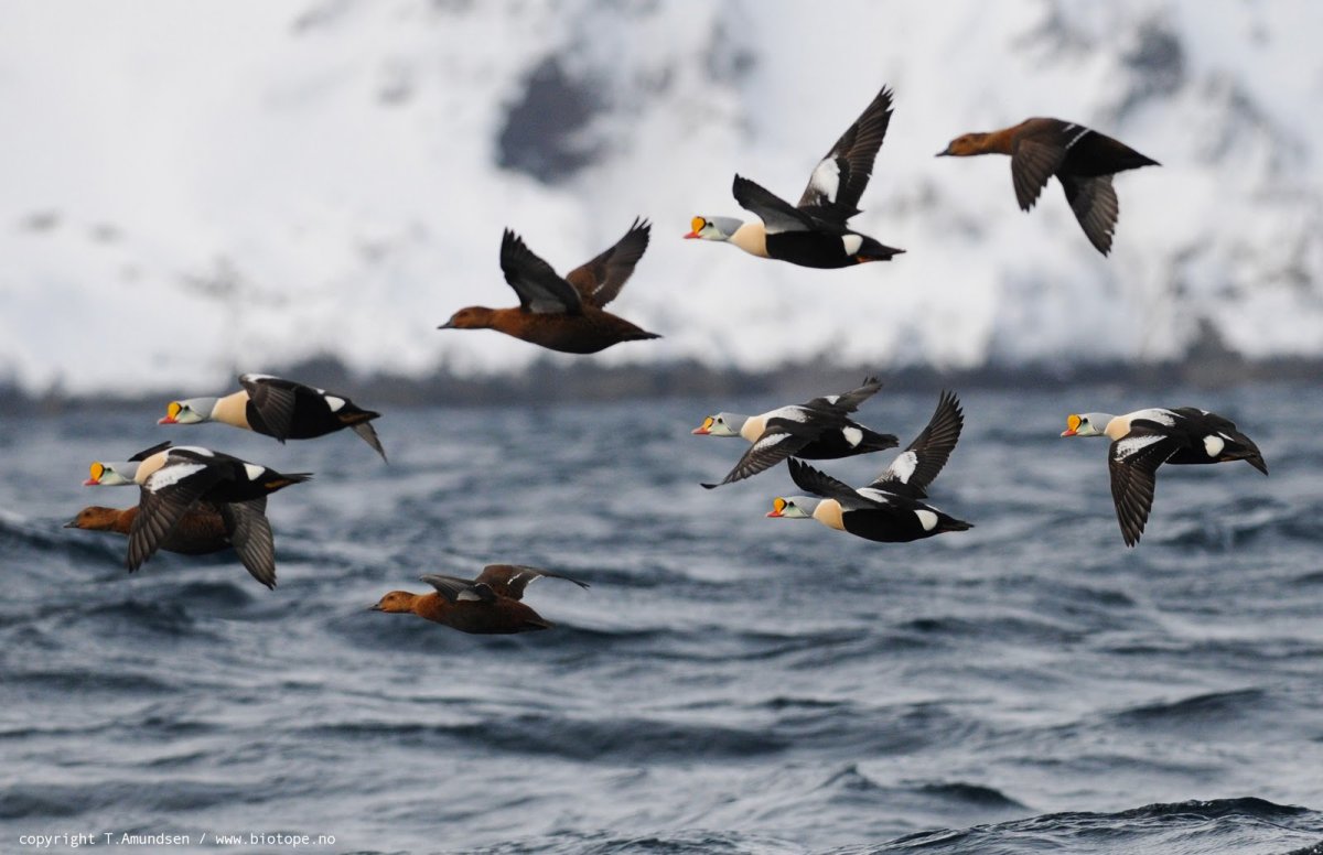 Биотопы птиц