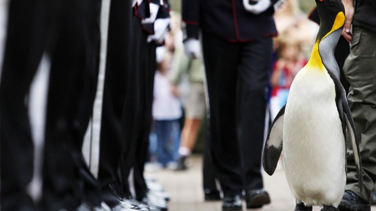 Шотландский Пингвин Нильс Улаф