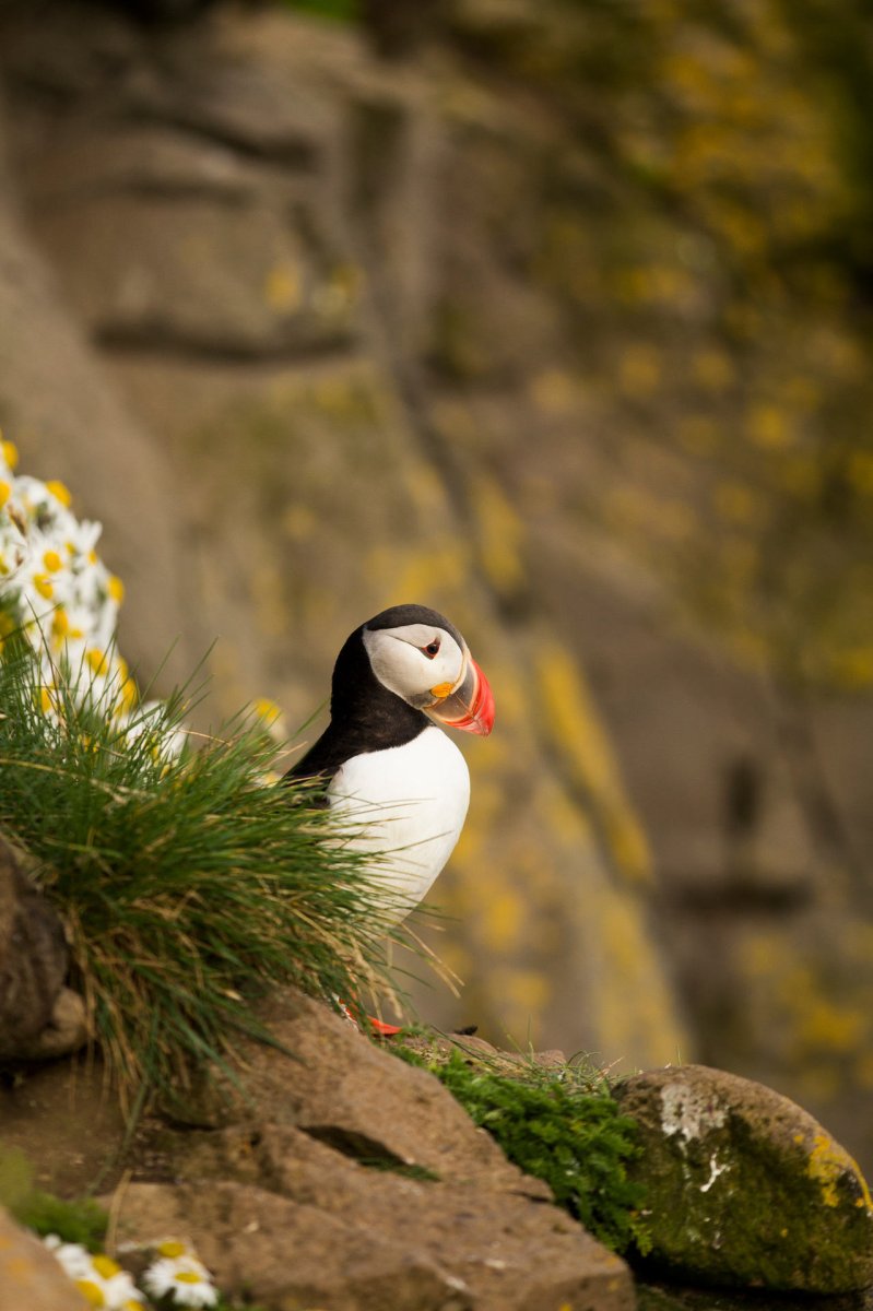 Птицы Норвегии