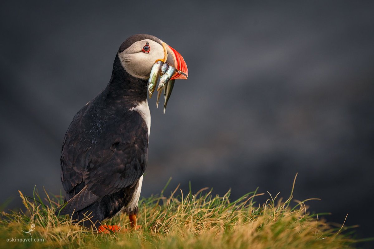 Тупики Исландия