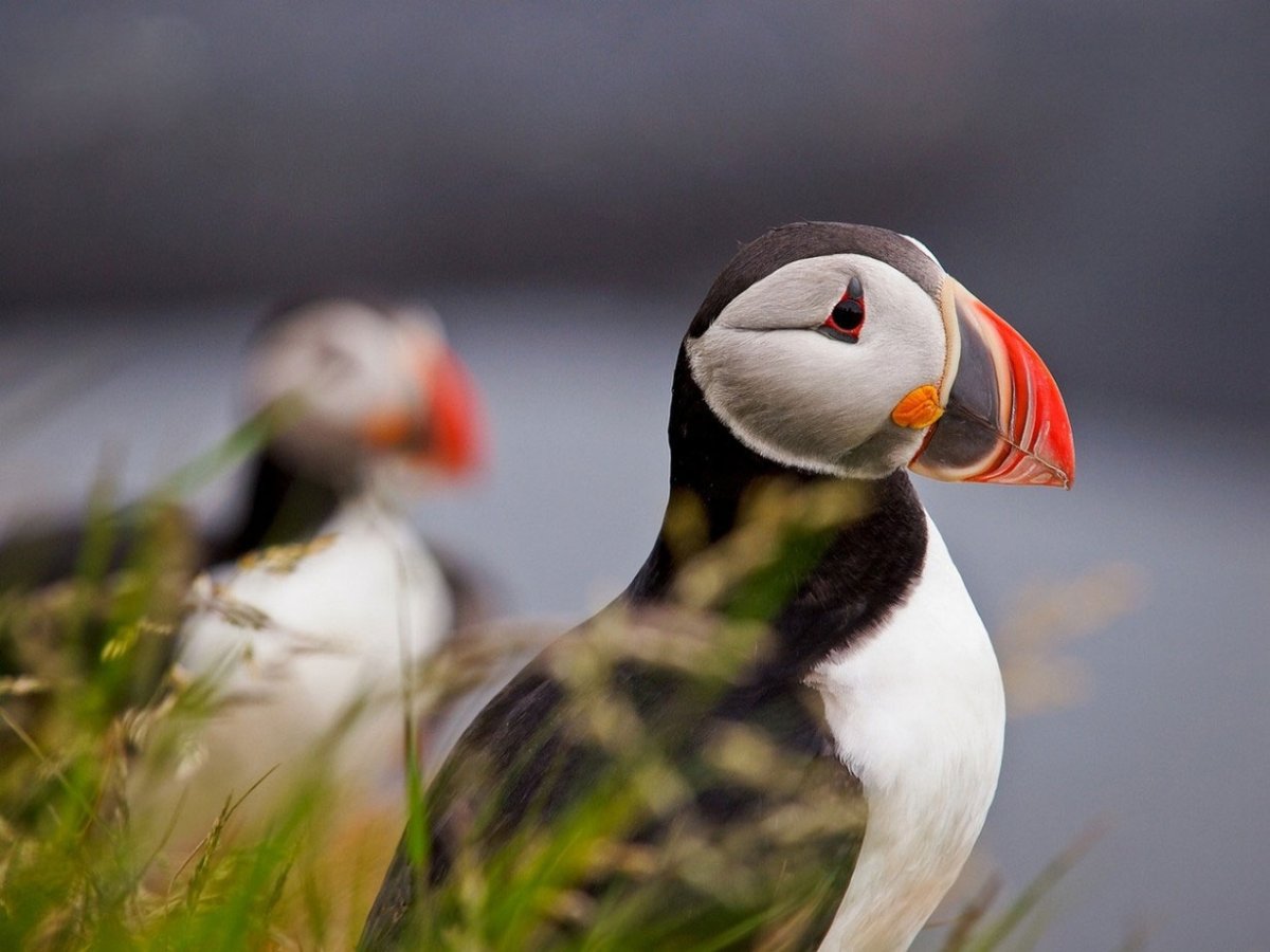 Птицы Норвегии