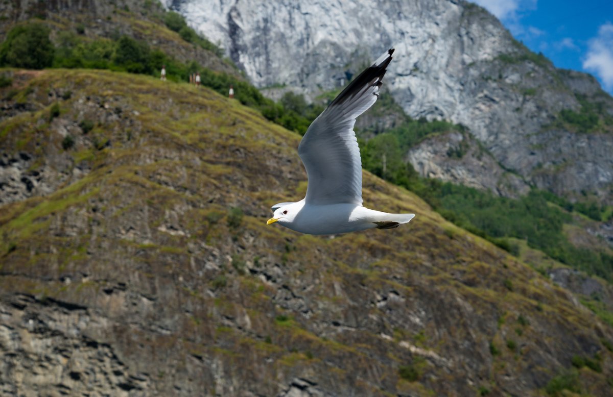 Чайка Норвегия