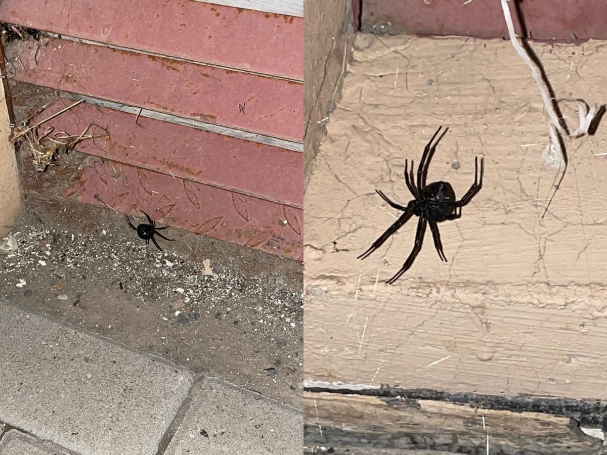 Ядовитые пауки в Ростове на Дону