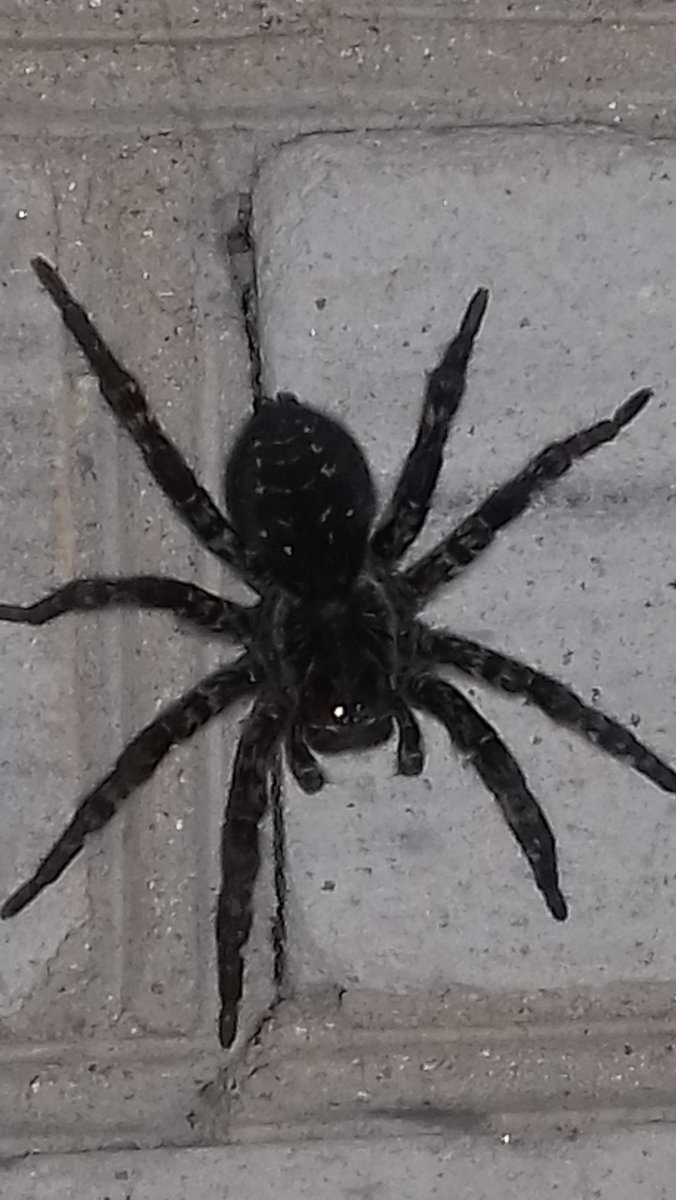 Тарантул в Башкирии