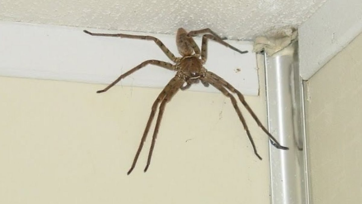 Огромный паук на потолке