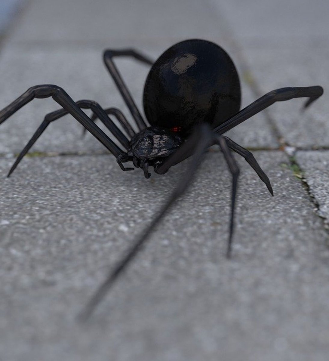 Паук Каракурт черный
