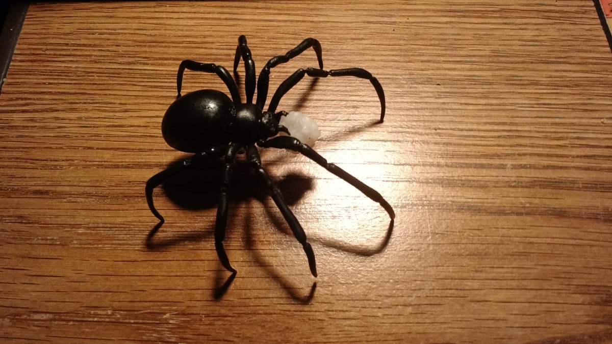 Baby Black Widow Spider