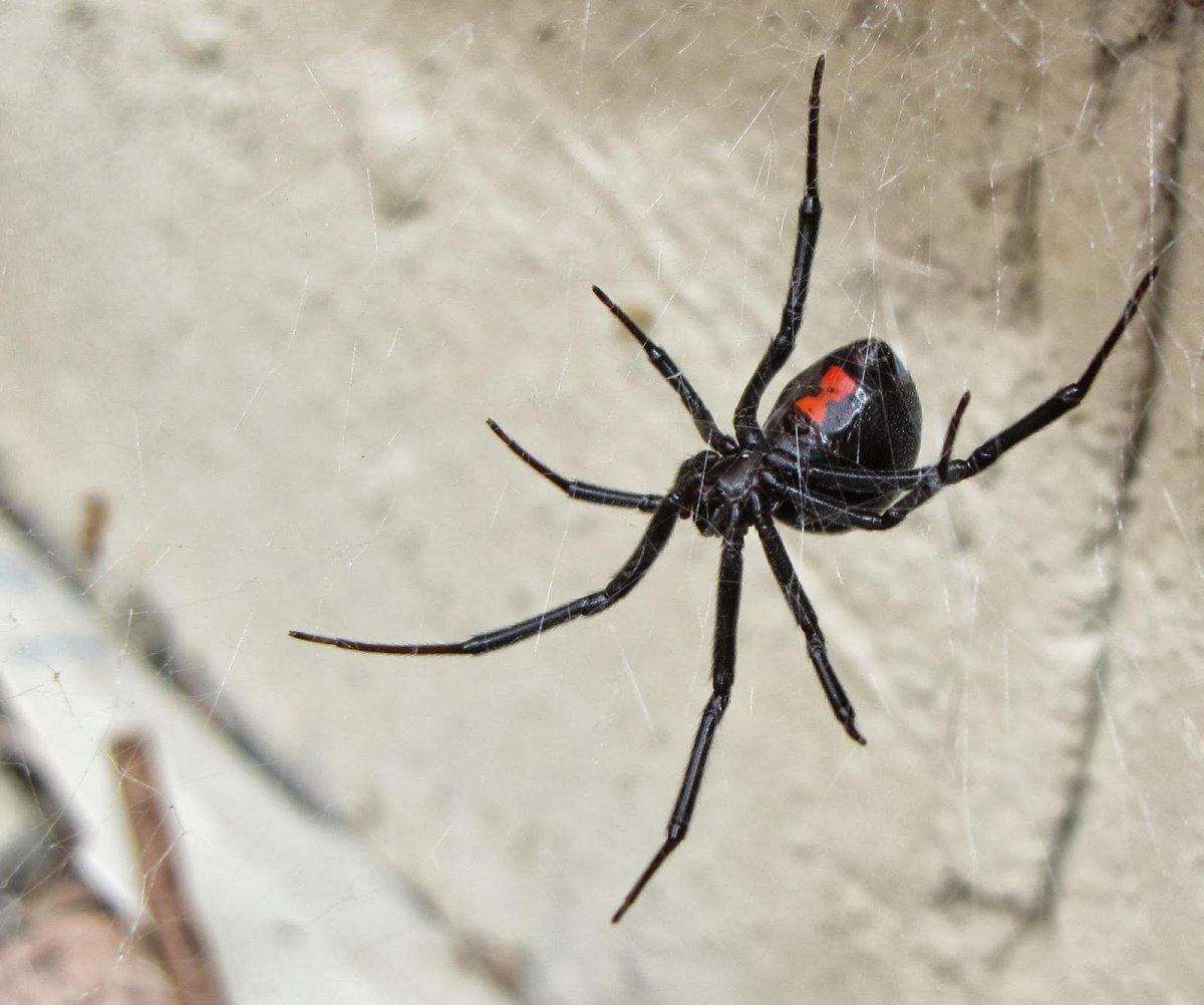 Крымский паук Каракурт полосатый