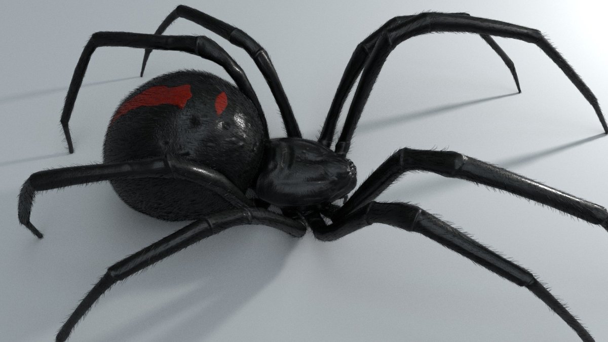 Черная вдова паук черный