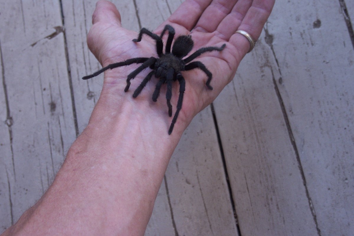 Южнорусский черный Тарантул черный