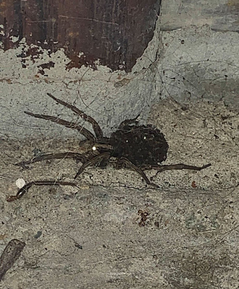 Большой черный паук в Сочи