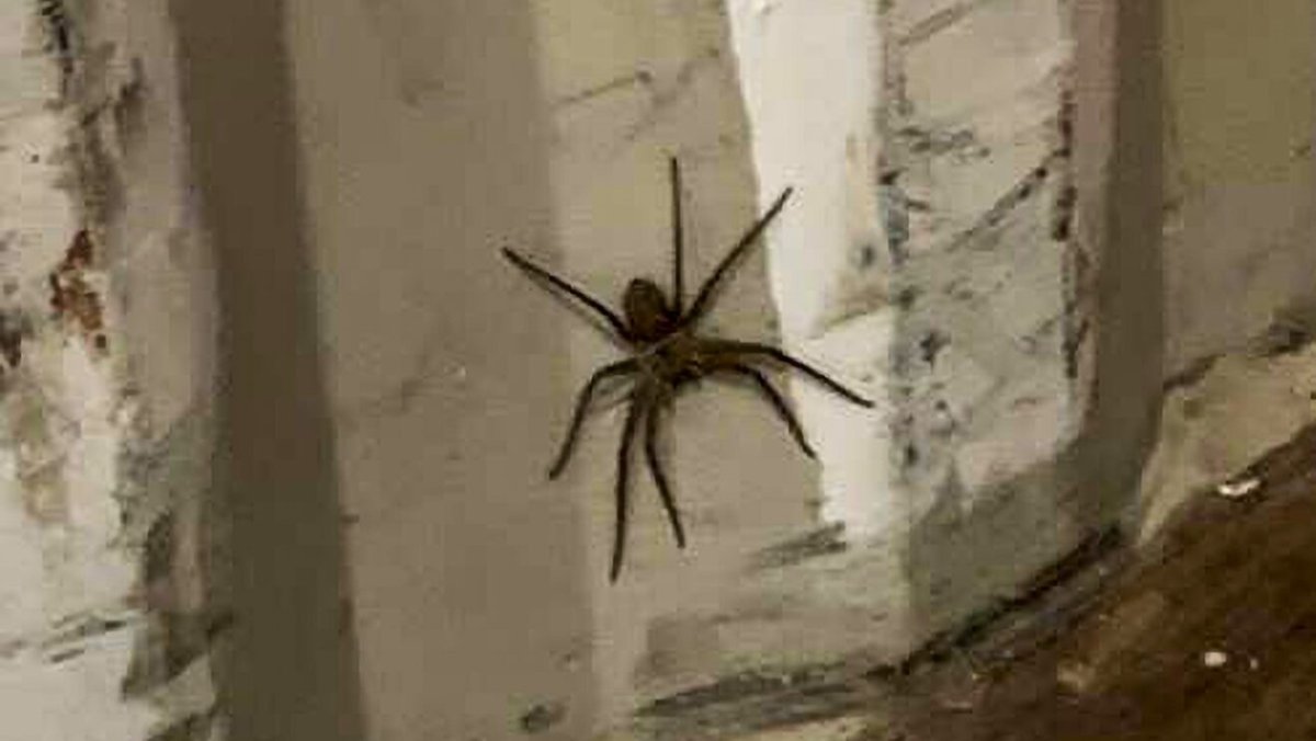 Гигантские пауки людоеды