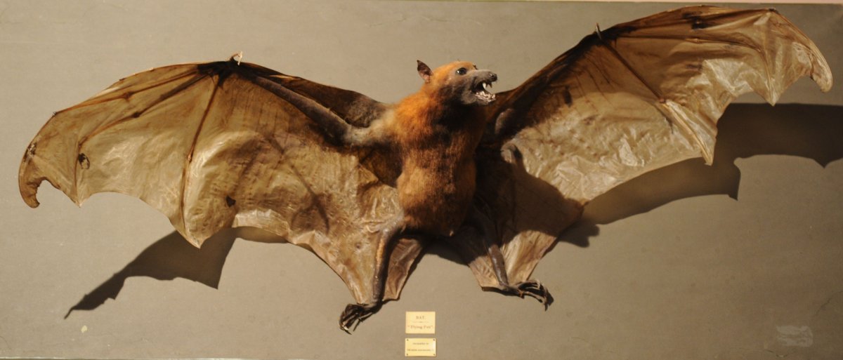 Крылан летучая лисица человек