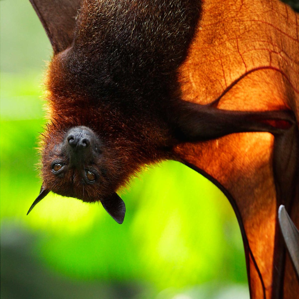 Родригесская летучая лисица