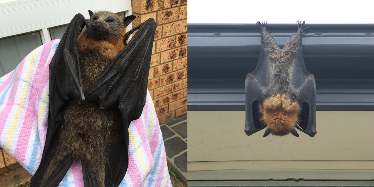 Летучая лисица с человеком