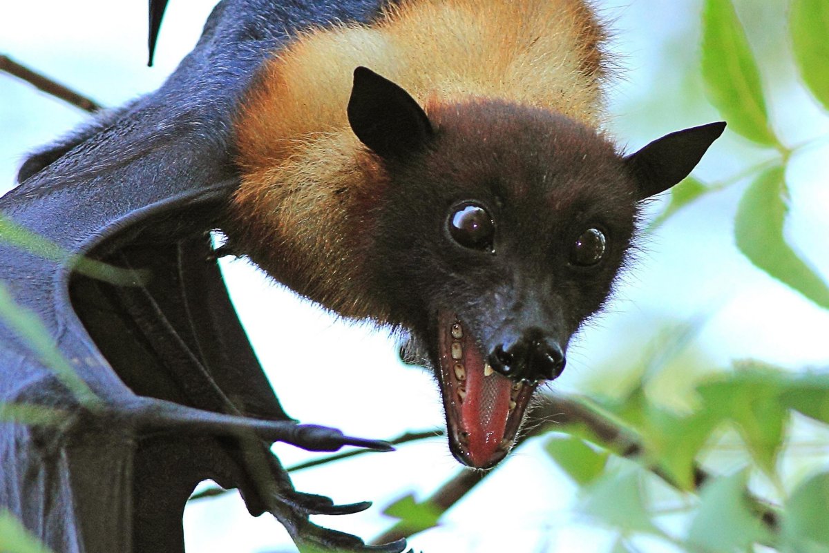 Крылан летучая лисица