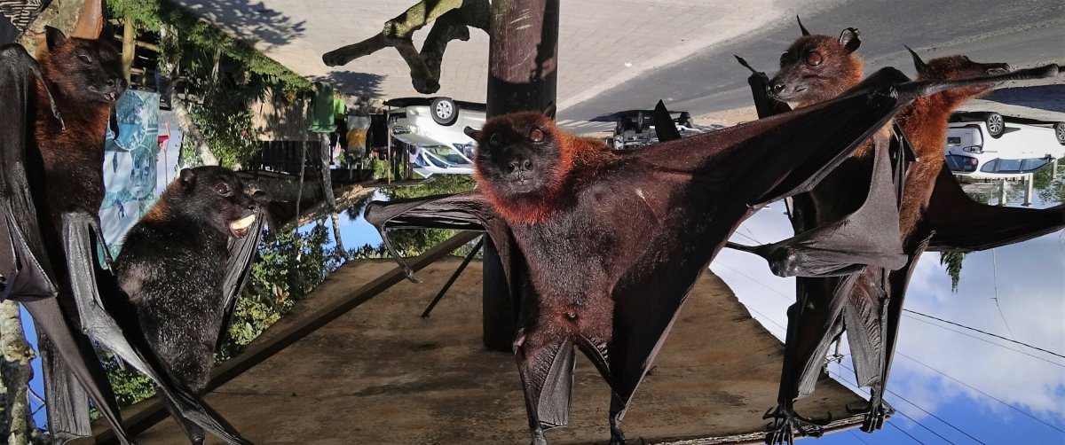 Крылан летучая лисица человек