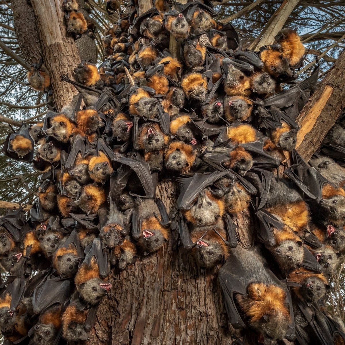 Даякская плодовая летучая мышь