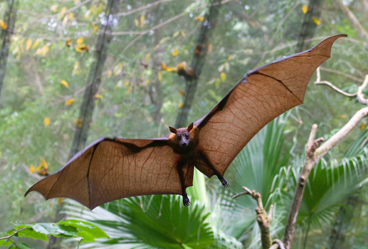 Гривастый ацеродон