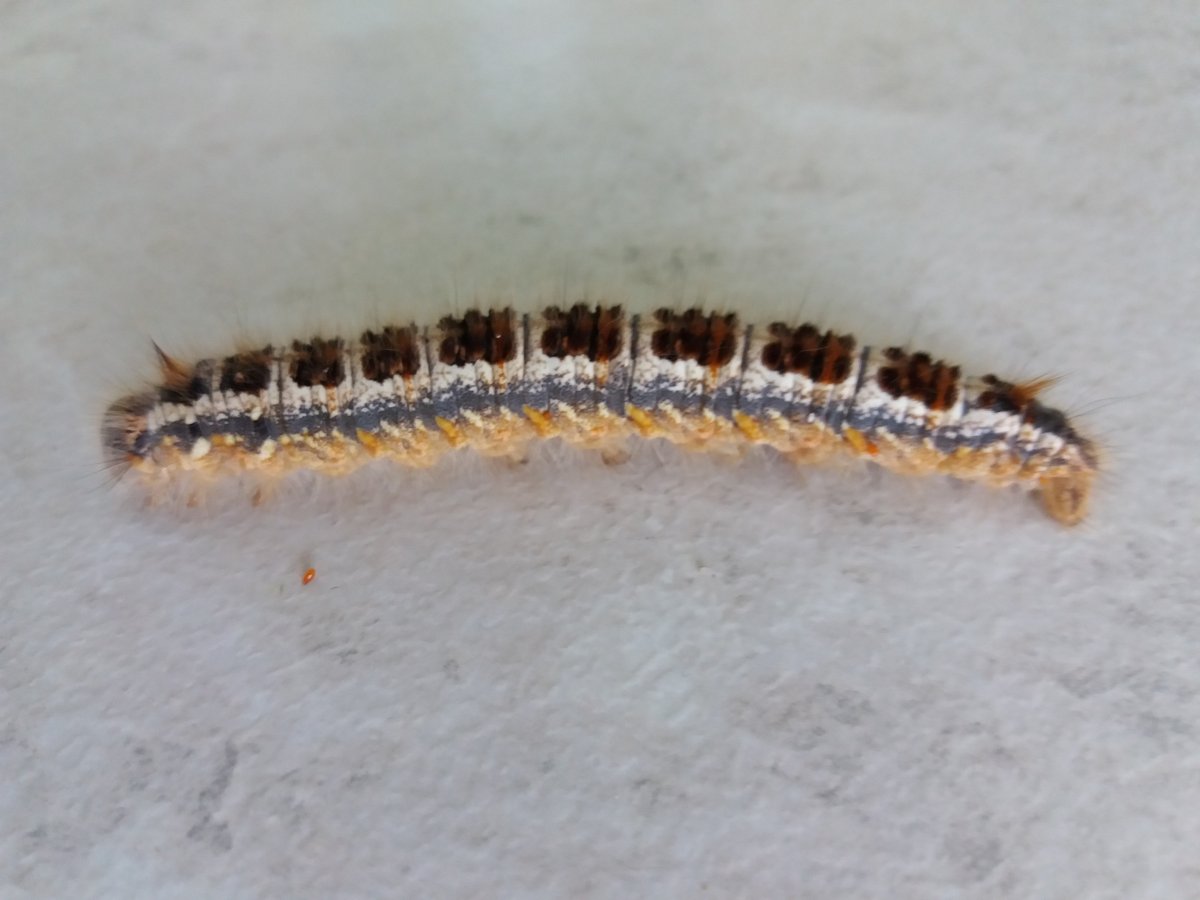 Гусеница НАСЕКОМУС