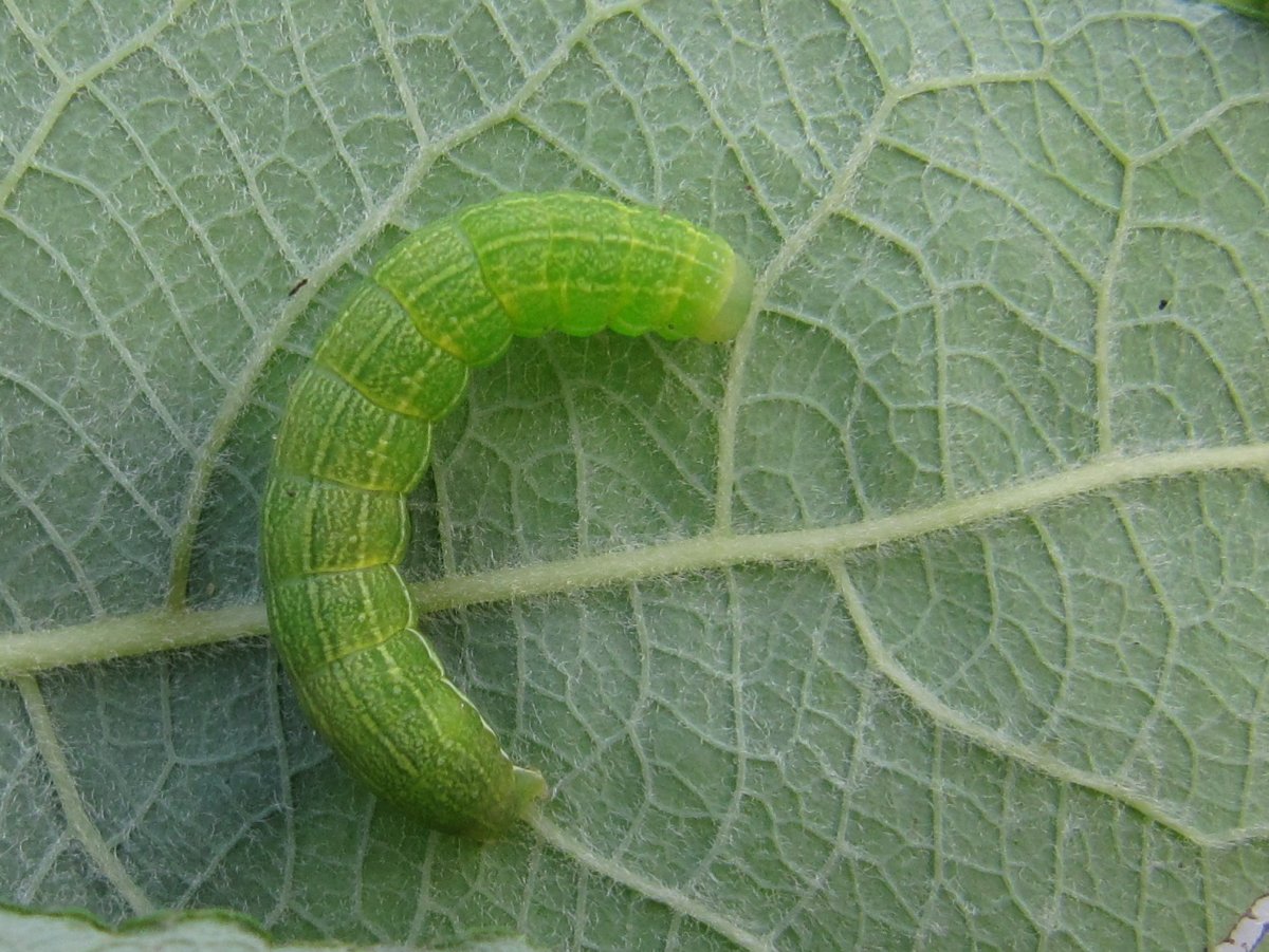 Гусеница насекомус