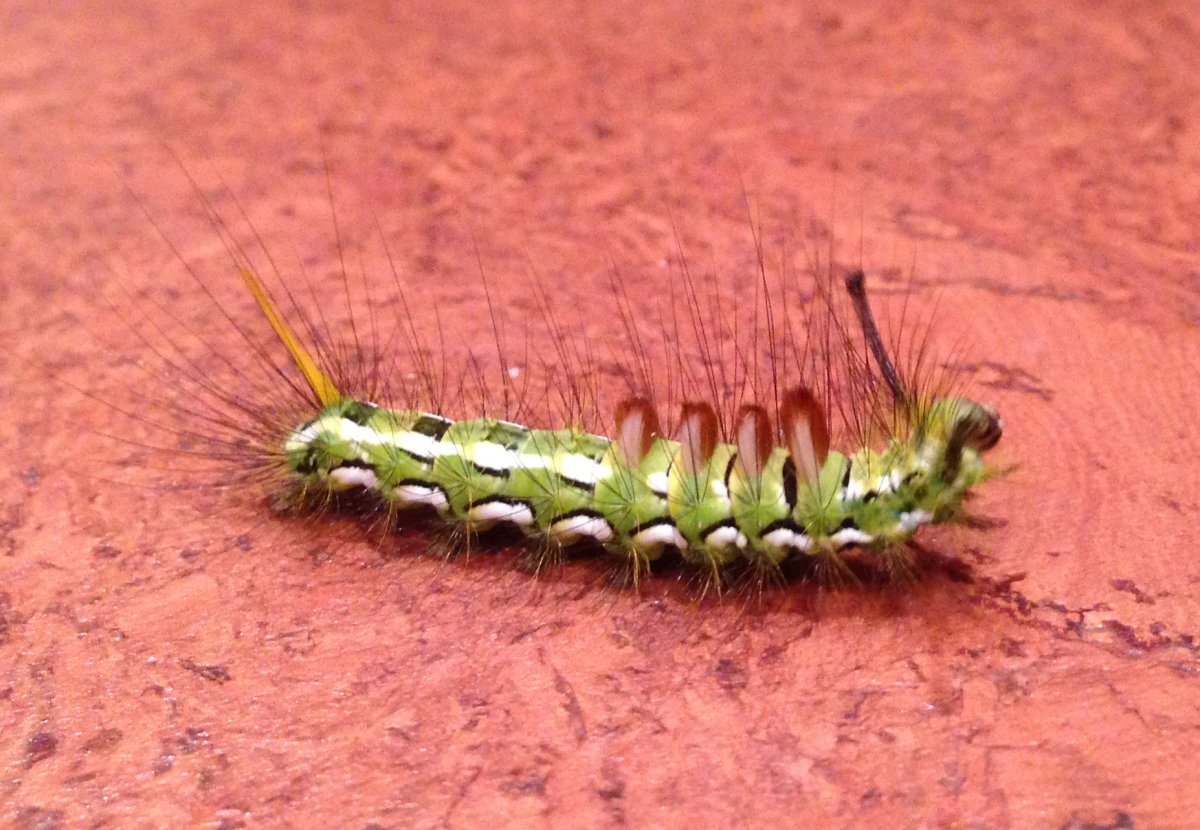 Хвойная волнянка гусеница