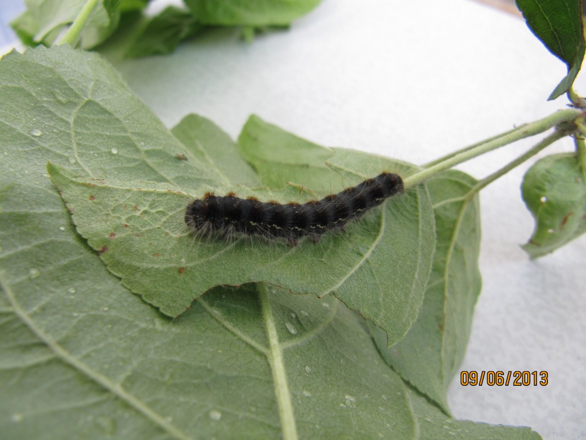 Гусеница НАСЕКОМУС