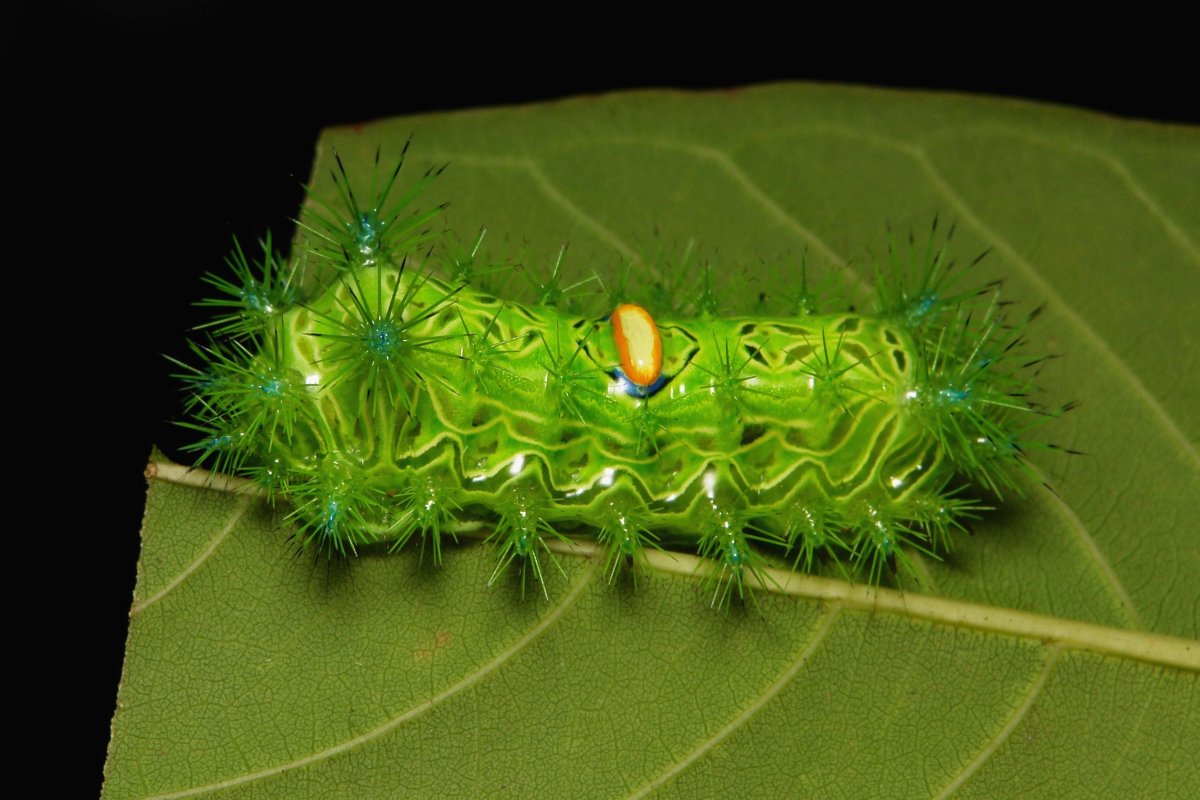 Букашки гусеница