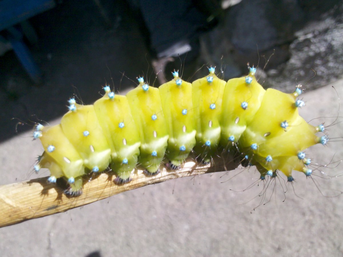 Гусеница НАСЕКОМУС