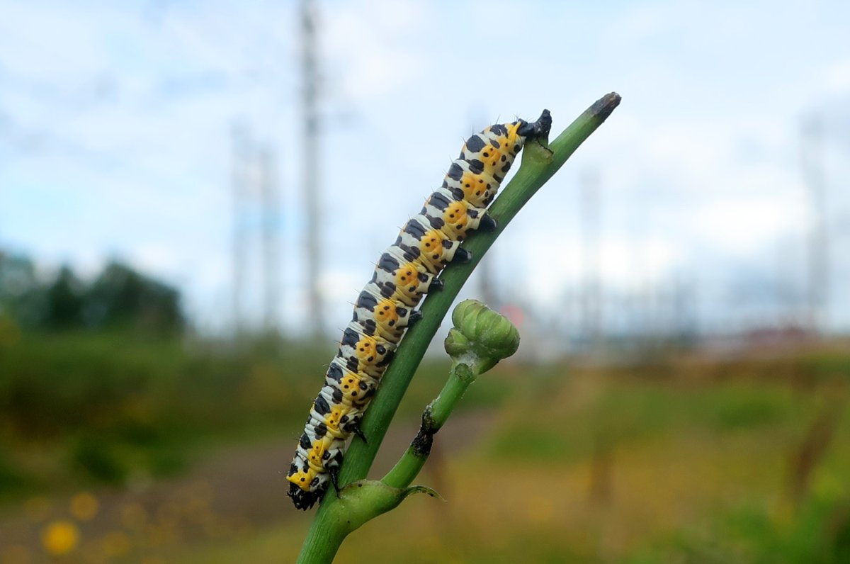 Гусеница Cucullia pustulata