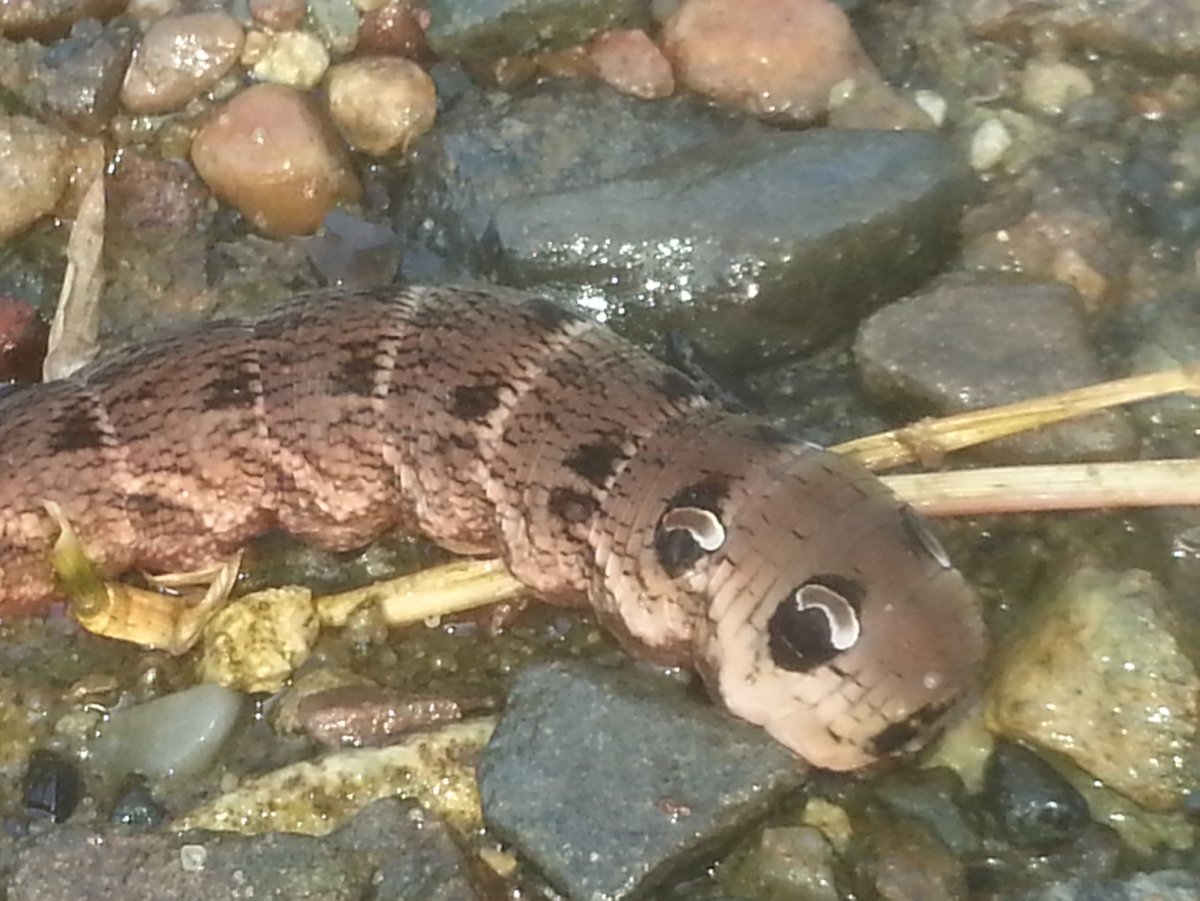 Гусеница НАСЕКОМУС