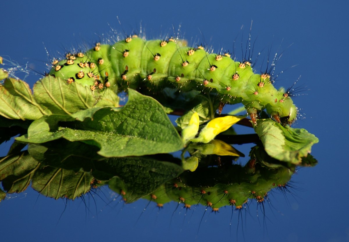 Гусеница Сатурния Майя