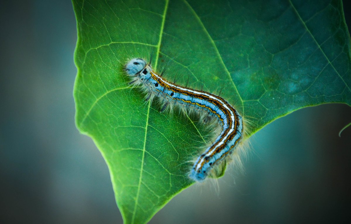 Гусеница макро