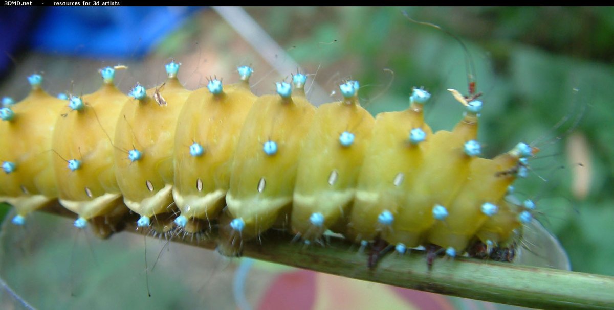 Blue Caterpillar гусеница