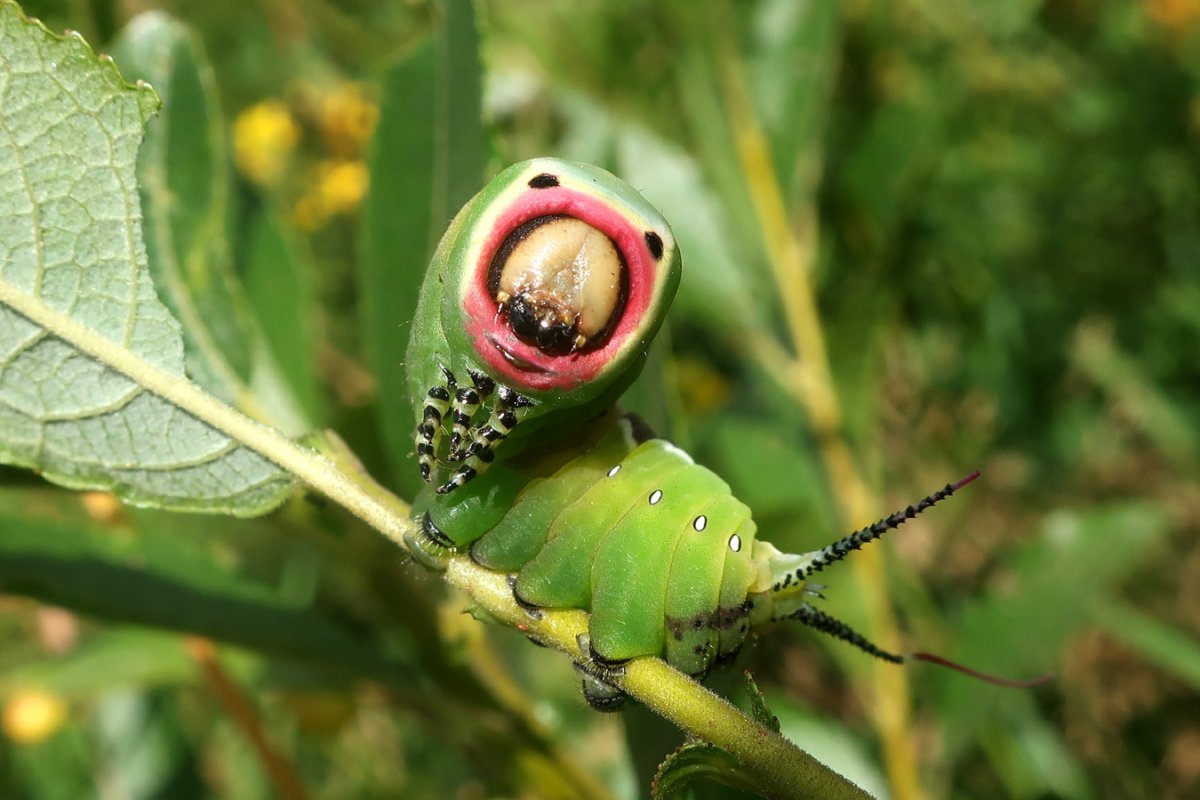 Гусеница Cerura vinula