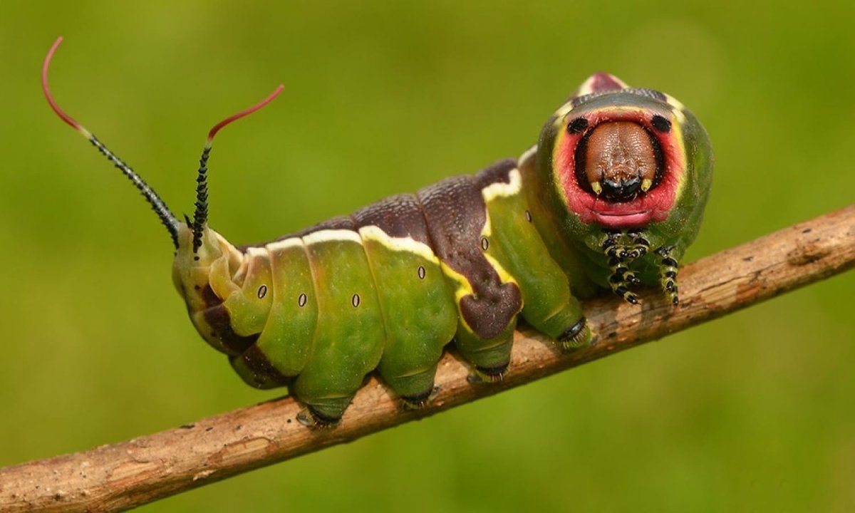 Гусеница Cerura vinula