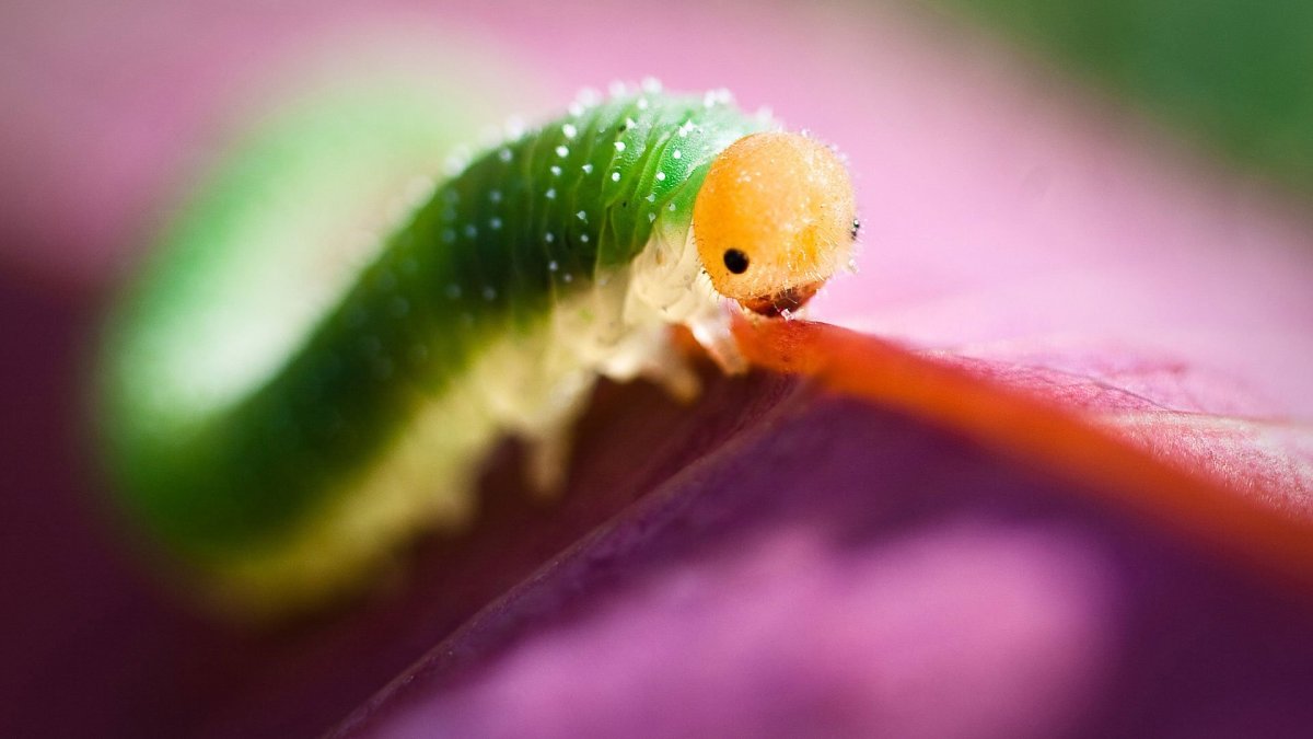 Гусеница лимонницы