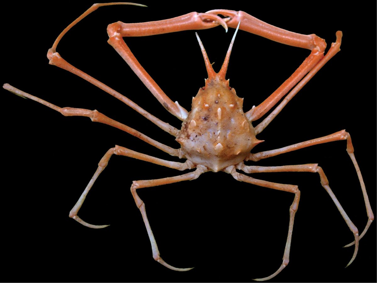 Самый большой морской паук