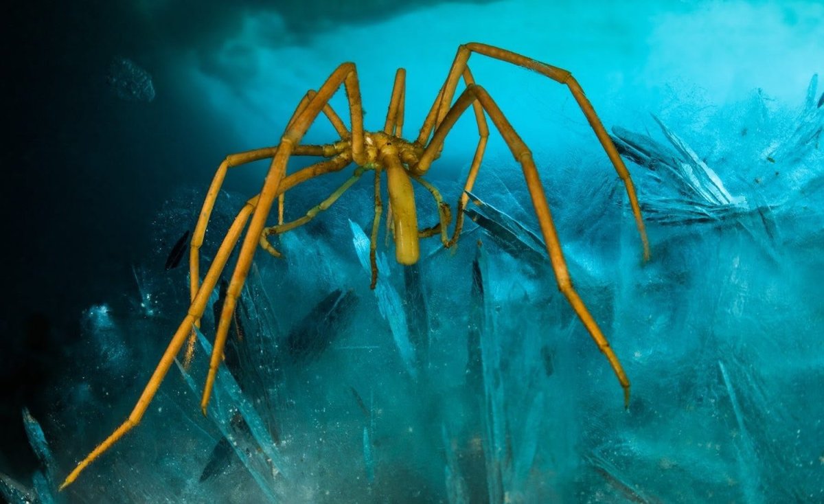 Гигантский глубоководный паук