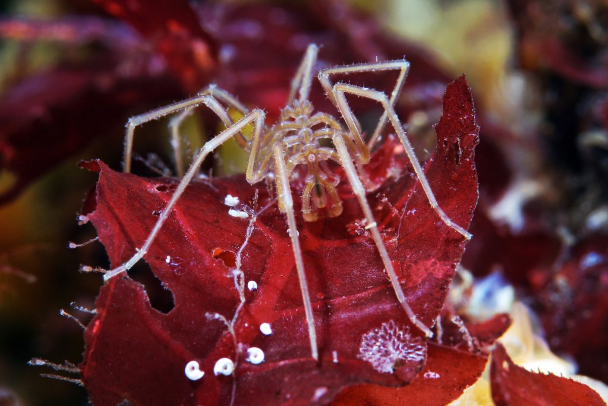 Морской паук Нимфон