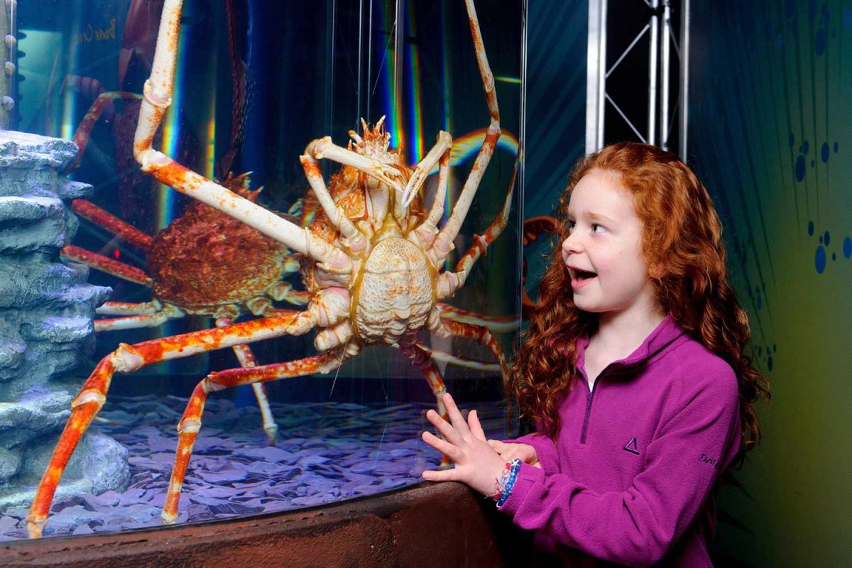 Японский глубоководный краб паук