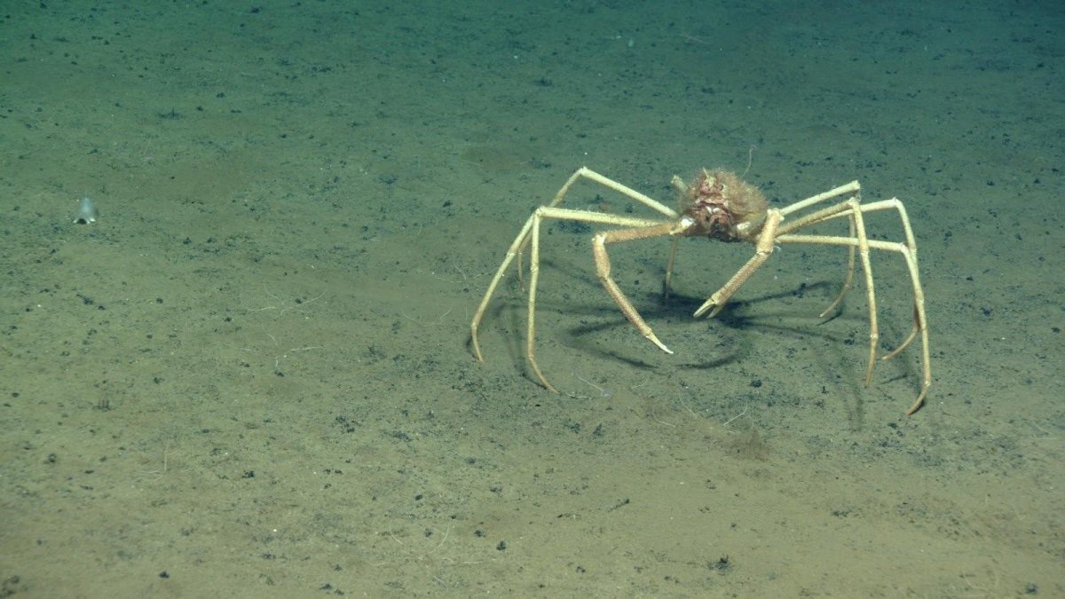 Гигантский подводный паук