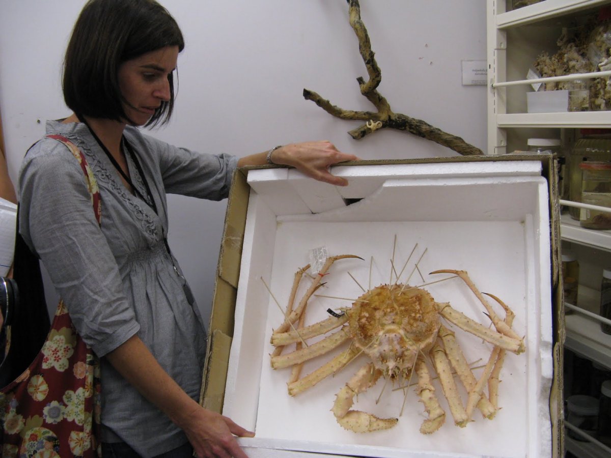 Самый большой морской паук в истории