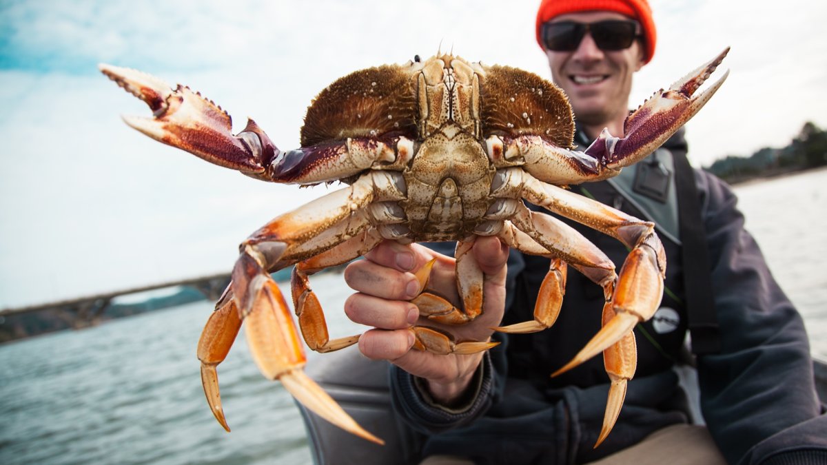 Японский Королевский краб