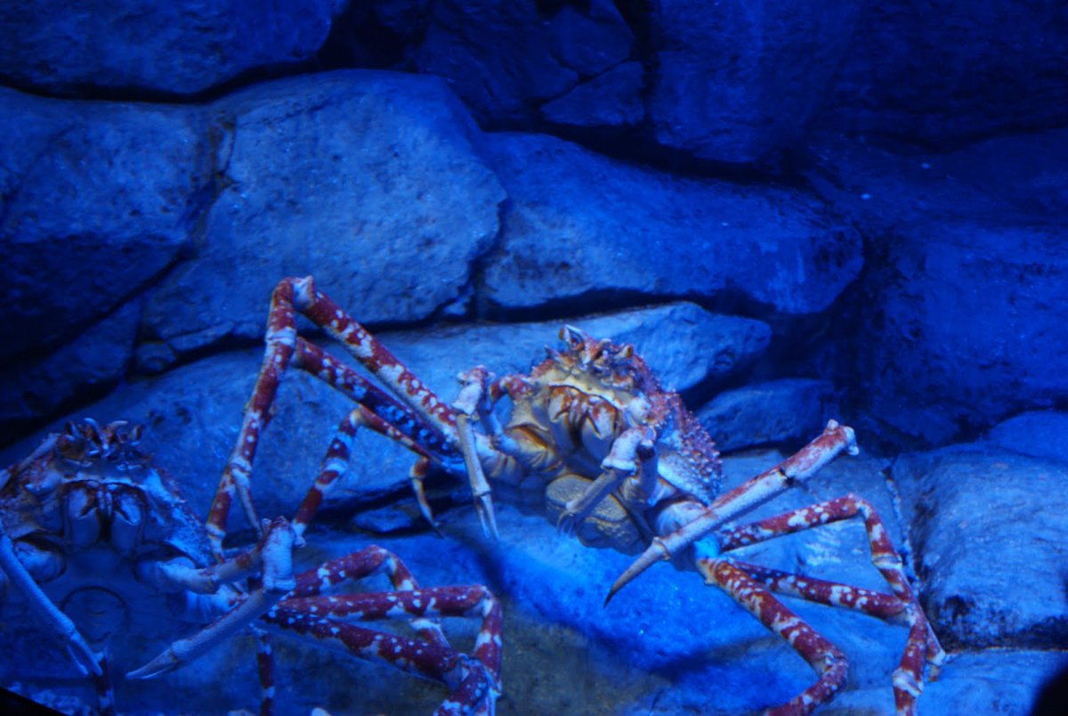 Краб океанариум Сингапур