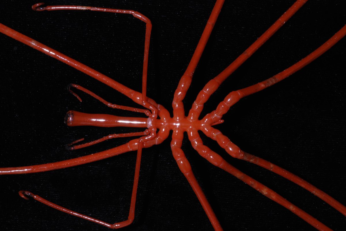 Морской паук пикногонидия